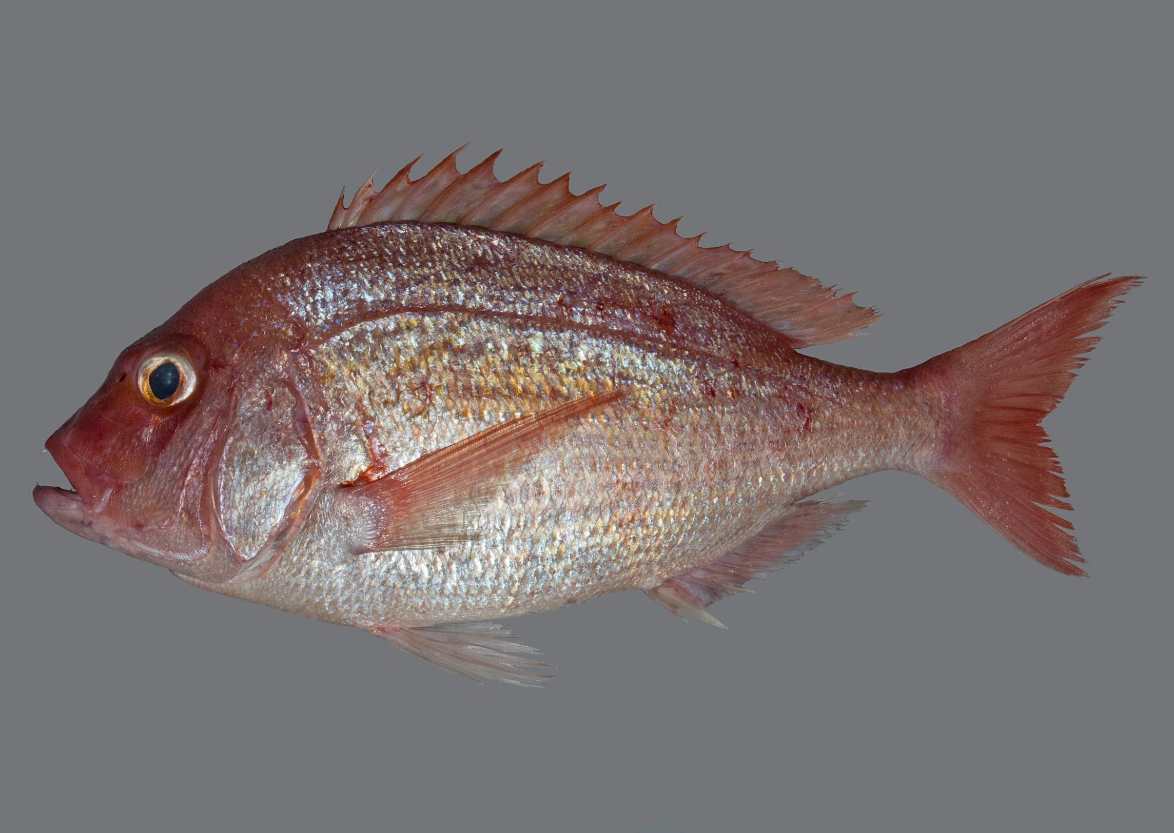 Polysteganus coeruleopunctatus, 40.5 cm SL, Socotra Archipelago: Abd Al-Kuri Island; S.V. Bogorodsky & U. Zajonz